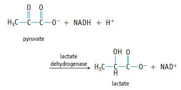 00 HC-C- C0+ NADH + H+ pyruvate OH O lactate dehydrogenase, HC-C-C-0- + NAD+ H lactate