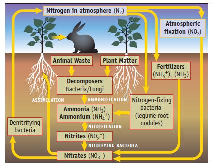 Nitrogen in atmosphere (N) Denitrifying bacteria Animal Waste Plant Matter ASSIMILATION Decomposers