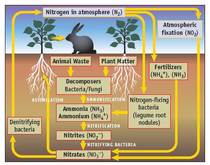 Nitrogen in atmosphere (N) Denitrifying bacteria Animal Waste Plant Matter ASSIMILATION Decomposers