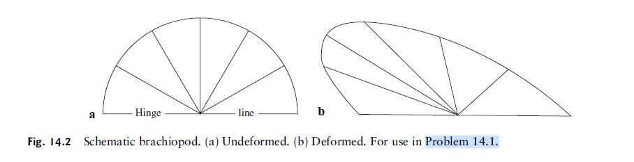 a Hinge line Fig. 14.2 Schematic brachiopod. (a) Undeformed. (b) Deformed. For use in Problem 14.1.