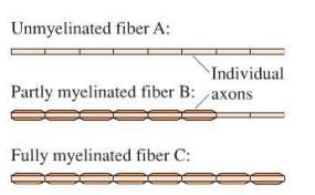 Unmyelinated fiber A: Individual Partly myelinated fiber B: axons Fully myelinated fiber C: