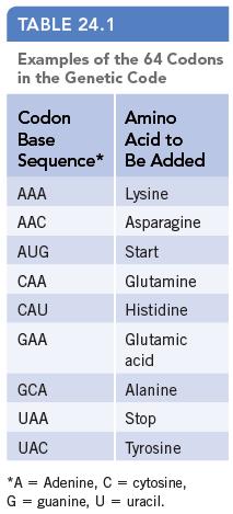 TABLE 24.1 Examples of the 64 Codons in the Genetic Code Codon Base Sequence* AAA AAC AUG CAA CAU GAA GCA UAA