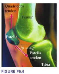 Quadriceps tendon Patella Femur FIGURE P5.6 42 Patella tendon Tibia