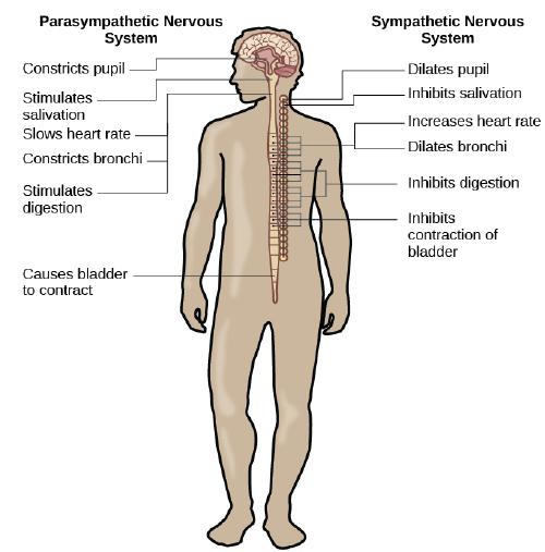 Parasympathetic Nervous System Constricts pupil- Stimulates salivation Slows heart rate Constricts bronchi