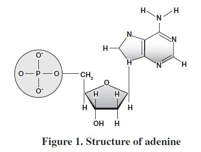 O 0-P-0 CH2 H H H- H OH H H H H N N H Figure 1. Structure of adenine H