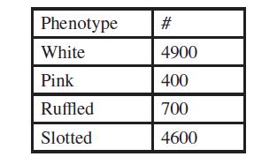 Phenotype White Pink Ruffled Slotted # 4900 400 700 4600