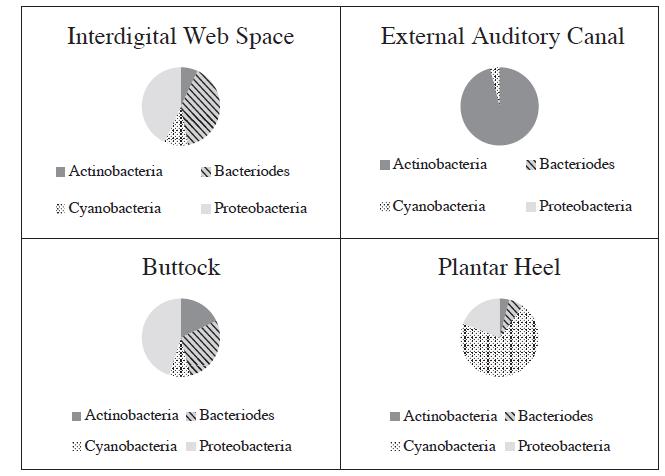 Interdigital Web Space Actinobacteria Cyanobacteria Bacteriodes Proteobacteria Buttock Actinobacteria