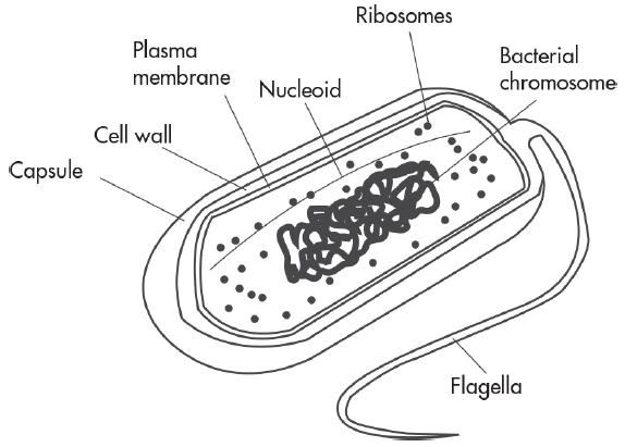 Capsule Plasma membrane Cell wall Nucleoid Ribosomes  Bacterial chromosome Flagella