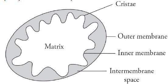 Matrix Cristae Outer membrane Inner membrane Intermembrane space