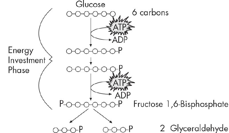Energy Investment Phase Glucose Why ATPS SUNN ADP --- oooooop ooooogle 6 carbons ATP N ADP PooooooP Fructose