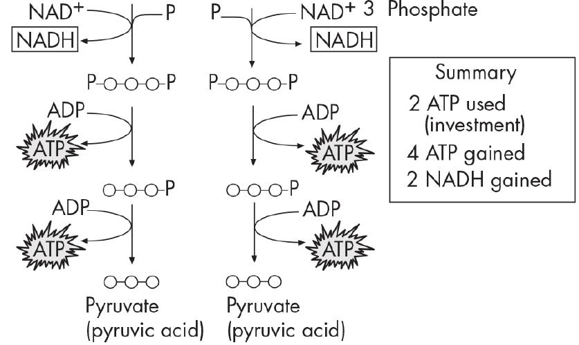 NAD+ NADH ADP. www ATP pe ---- ADP Why ATP -P P  -NAD+ 3 Phosphate NADH ---- OOOP ADP May ATP Em -ADP WWW ATP