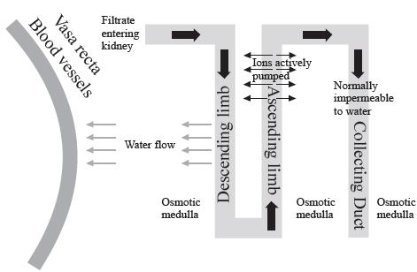 Blood vessels Vasa recta Filtrate entering kidney Water flow 1111 Descending limb Osmotic medulla Ions