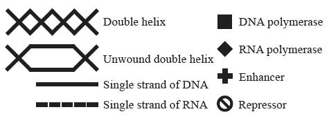 XXXX Double helix DNA polymerase RNA polymerase Unwound double helix Single strand of DNA Single strand of
