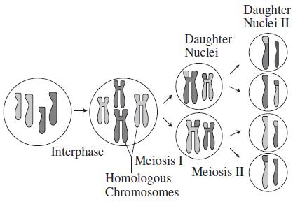 (111)-(K Interphase Meiosis I Homologous Chromosomes Daughter Nuclei Hi Daughter Nuclei II Meiosis II I 11