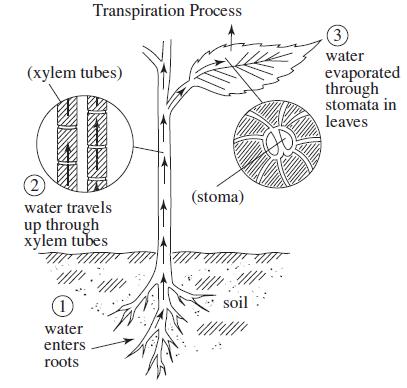 Transpiration Process (xylem tubes) (2) water travels up through xylem tubes water enters roots (stoma) soil