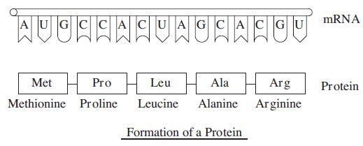 AUGCCACUAGCAC GU FOU Met Pro Leu Ala Methionine Proline Leucine Alanine Formation of a Protein mRNA Arg