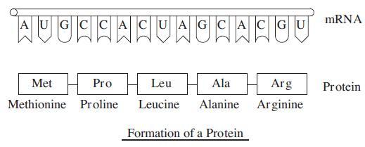 AUGCCACUAGCAC GU JCIA FIGU Met Pro Leu Ala Methionine Proline Leucine Alanine Formation of a Protein mRNA Arg