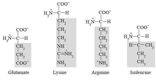COO HN-C-H CH | 2 CH COO Glutamate COO + HN-C-H CH T 2 CH CH NH + C=NH, NH Lysine COO T HN-C-H CH 12 CH CH