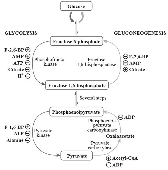 GLYCOLYSIS F-2,6-BP + AMP  ATP Citrate H  F-1,6-BP + ATP Alanine Phosphofructo- kinase Glucose Fructose