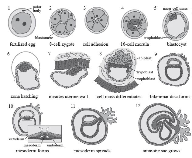1 fertilized 6 polar 2 body 10 blastomere O ectoderm- egg zona hatching 3 8-cell zygote cell adhesion 7 8