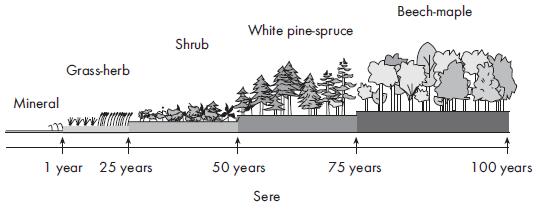 Mineral Grass-herb 1 year 25 years Shrub White pine-spruce 50 years Sere 75 years Beech-maple 100 years