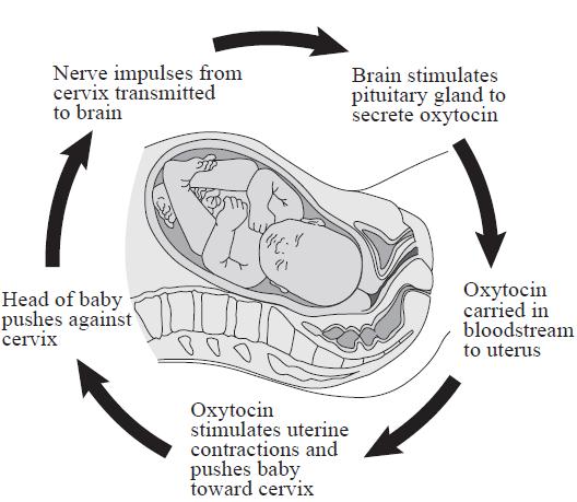 Nerve impulses from cervix transmitted to brain Head of baby pushes against cervix 18.4 Oxytocin stimulates