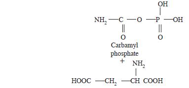 NH,C0POH || Carbamyl phosphate + OH HOOC CH, NH I -