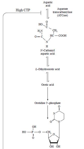 High CTP HO Aspartic acid HO || HN I O=C OH I -P Aspartate transcarbamylase (ATCase) HC-COOH N H N-Carbamyl