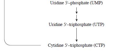 Uridine 5'-phosphate (UMP) Uridine 5'-triphosphate (UTP) Cytidine 5'-triphosphate (CTP)