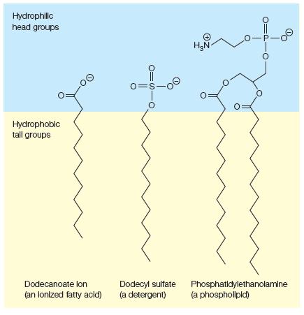 Hydrophilic head groups Hydrophobic tall groups 00 Dodecanoate lon (an lonized fatty acid) 0=s- Dodecyl