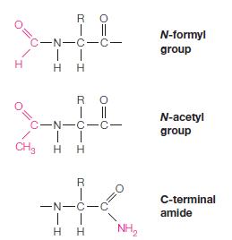 H R | || C-N-C-C- II HH RO | || C-N-C-C- CH HH R -N-C-C TI HH NH N-formyl group N-acetyl group C-terminal