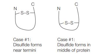 N s-s- D Case #1: Disulfide forms near termini N S-S- Case #1: Disulfide forms in middle of protein