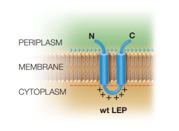 PERIPLASM MEMBRANE CYTOPLASM N Jagua +++ wt LEP C