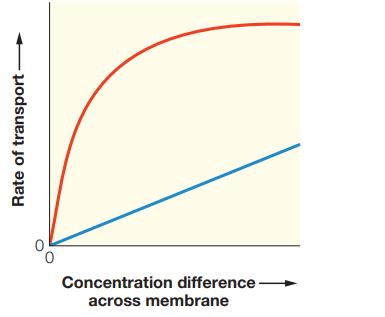 Rate of transport Concentration difference across membrane