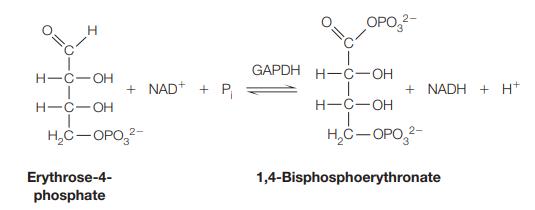 H H-C-OH H-C-OH + NAD+ + P HC-OPO- Erythrose-4- phosphate GAPDH OPO- H-C-OH H-C-OH + NADH + H+ HC-OPO-