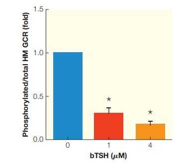 bTSH (M) Phosphorylated/total HM GCR (fold) 0.0 0.5 H* 4 * 1.0 1.5