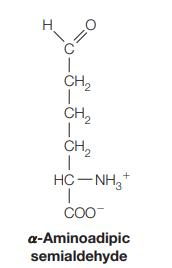 H 0=0 -5-8-8- CH CH CH H NH T COO a-Aminoadipic semialdehyde
