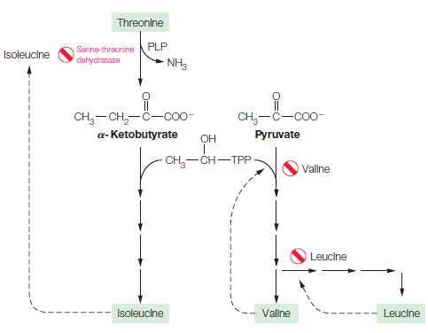 Isoleucine Threonine Serine-threonine PLP dehydratase NH3 CH3 -CH-C-coo a-Ketobutyrate OH Isoleuclne