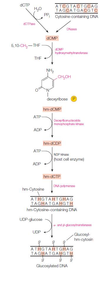 dCTP HO dCTPase 5,10-CH-THF THF ATP ADP ATP ADP UDP-glucose ATCGTACTGCAG TAGCATGACGTC PP Cytosine-containing