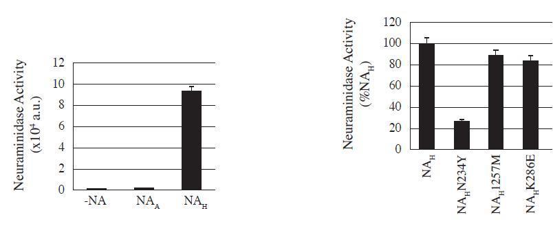 -NA NAA NA Neuraminidase Activity (x10* a.u.) NAH NA, N234Y NA, 1257M NA K286E H Neuraminidase Activity