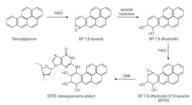 Benzo(a)pyrene P450 HO HO NH BP 7,8-epoxide NH OH BPDE-deoxyguanosine adduct epoxide hydrolase DNA HO HO HO