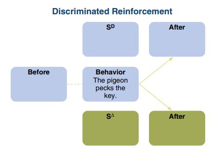 Before Discriminated Reinforcement SD Behavior The pigeon pecks the key. SA After After