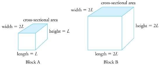 width = cross-sectional area 2L length = L Block A height = L width = 2L cross-sectional area length = 2L