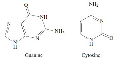 N ZH N -NH -N Guanine NH NH ZH N N H Cytosine