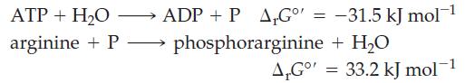 ADP + P AG' = -31.5 kJ mol- phosphorarginine + HO ATP + HO arginine + P A,Go' = 33.2 kJ mol-1