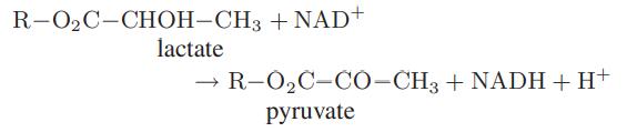 R-OC-CHOH-CH3 + NAD+ lactate R-OC-CO-CH3 + NADH + H+ pyruvate