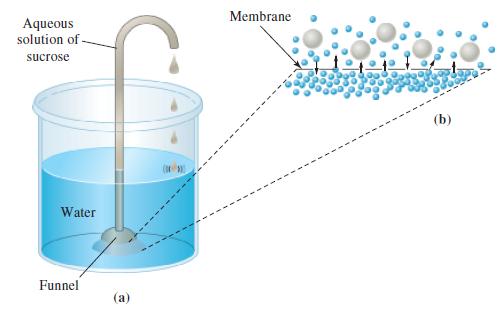 Aqueous solution of sucrose Water Funnel (a) (***) Membrane (b)