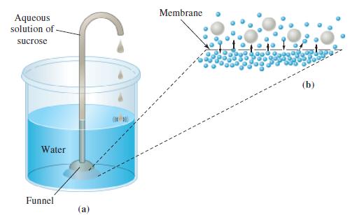 Aqueous solution of sucrose Water Funnel (a) Membrane (b)