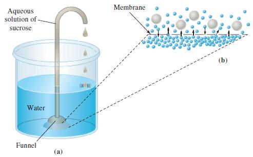 Aqueous solution of sucrose Water Funnel (a) (0) Membrane (b)