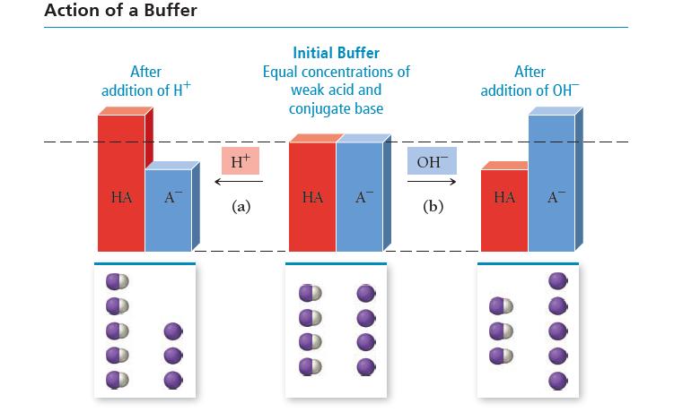 Action of a Buffer After addition of H+ HA A H+ (a) Initial Buffer Equal concentrations of weak acid and